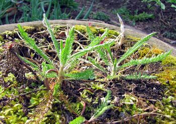Schafgarbe im April