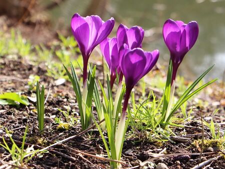 lila Krokus - Gartenfrühling pur
