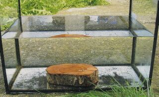 Dirndlholz ist schwerer als Wasser