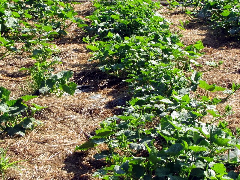 Datei:SG-junges Gurkenbeet.jpg