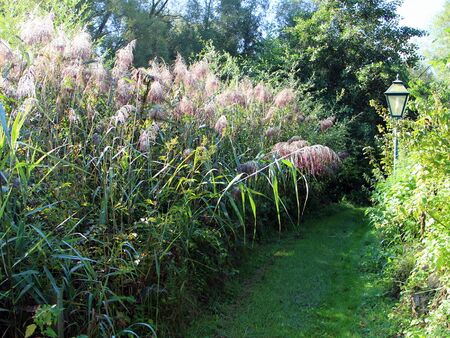 Schilf am Teichweg