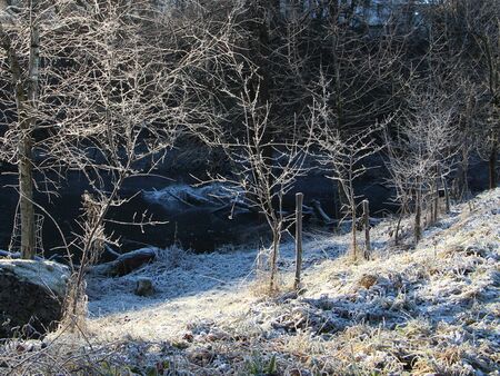 Dirndlzeuler am Steinschaler Teich - Winter
