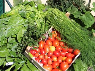 Scheibtruhe mit Mangold, Dill