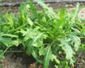 Rucola