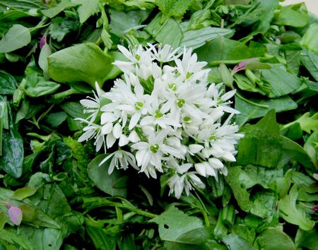 Bärlauchblüte Wildkräutersalat