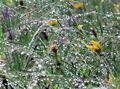 Bergwiese bei Regen - Loicheck
