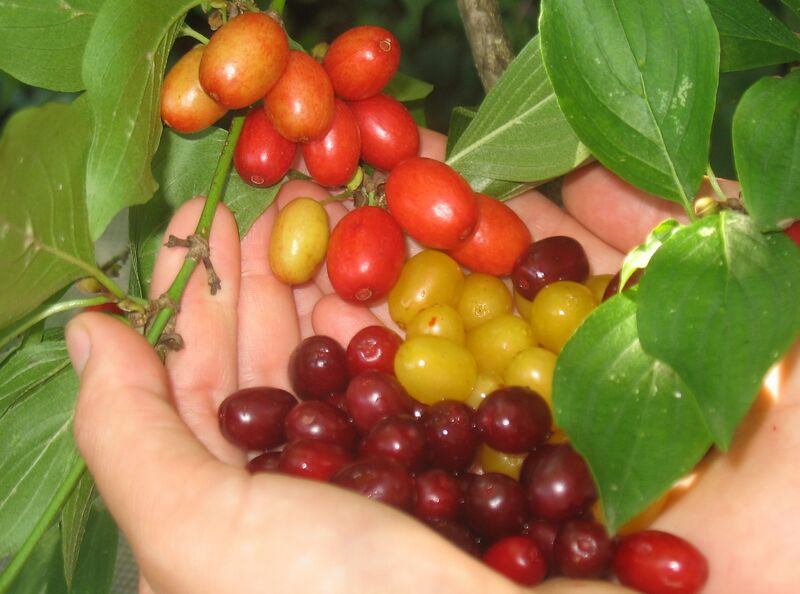 Datei:Dirndln färbig gelbe.jpg