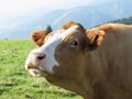Fesche Traisentalerin