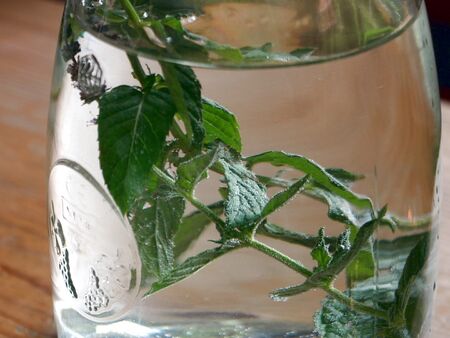 Flüssiger Gartengnuss: Minzenwaser