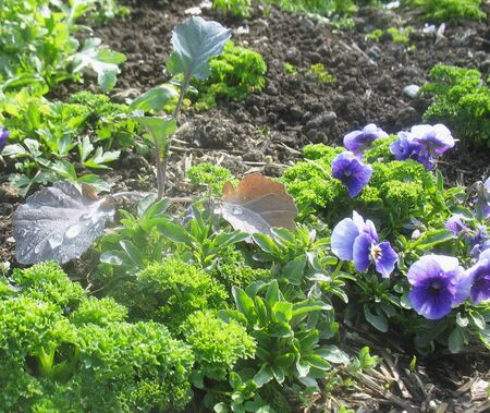 Naturgarten Vielfalt