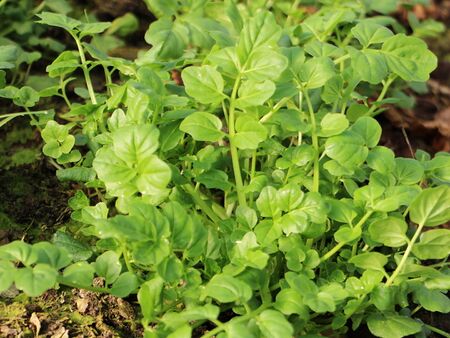 Brunnenkresse - Folientunnel im Winter