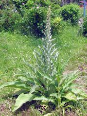 "gigantische Königskerze"