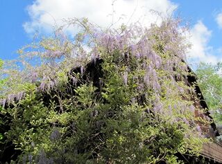 Blauregen am Vierkanthof