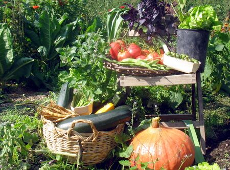 Ernte-Idyll - der Steinschaler Gärten