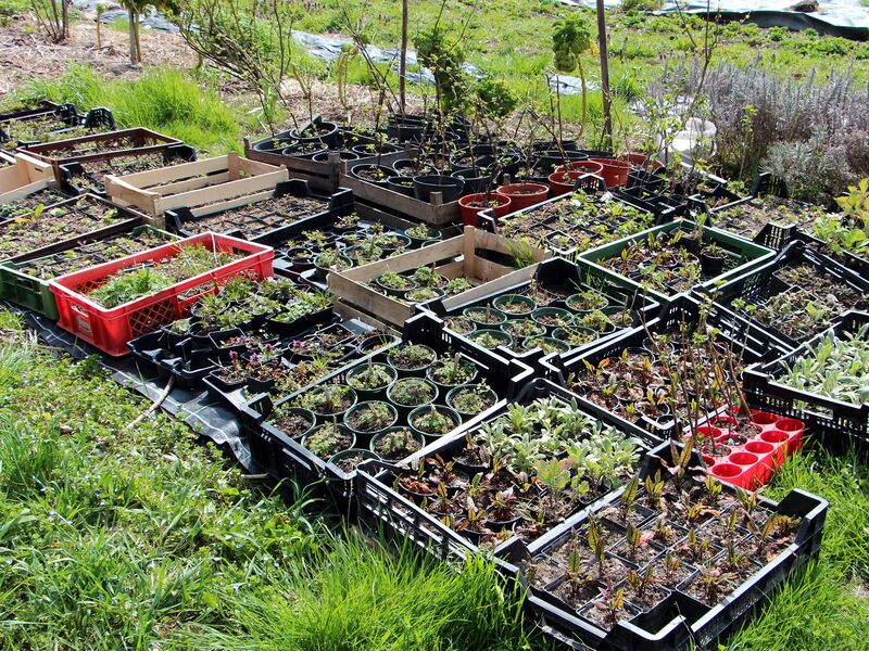 Datei:SG- Jungpflanzen mit Raritäten.jpg