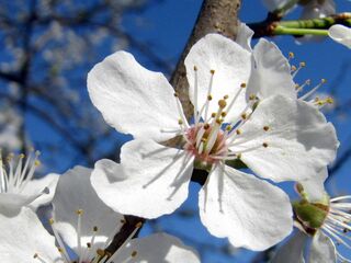 Prunusblüte