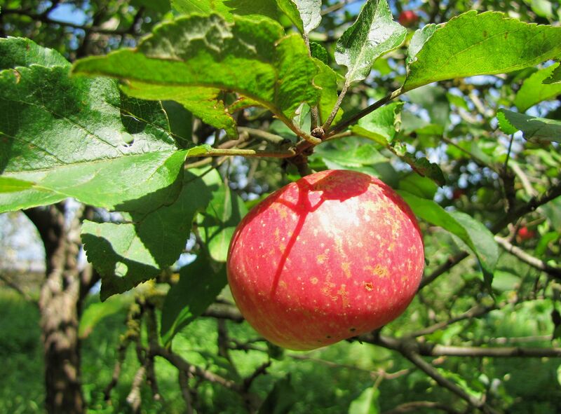 Datei:SG Apfel rot.jpg