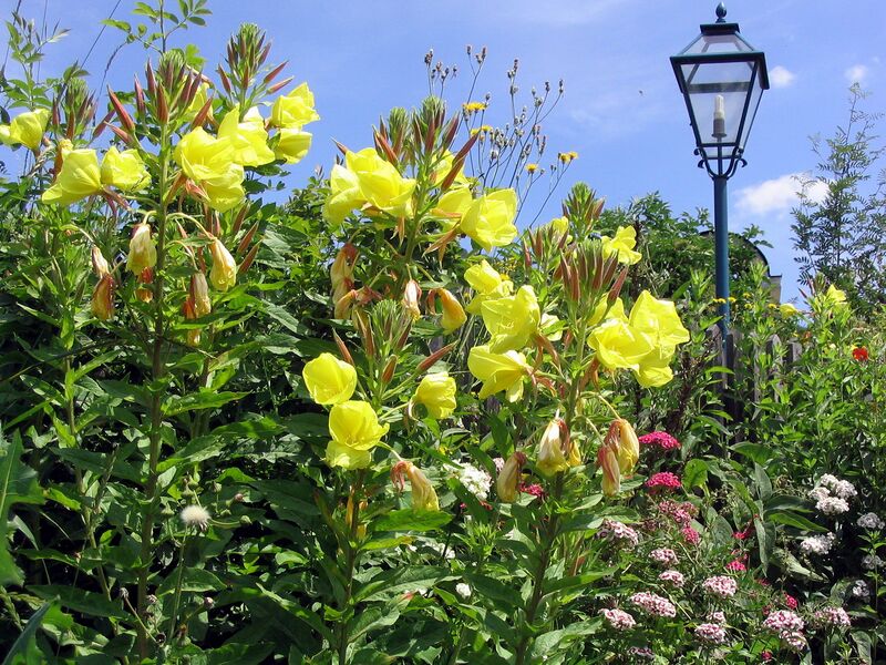 Datei:SG Nachtkerzen.jpg