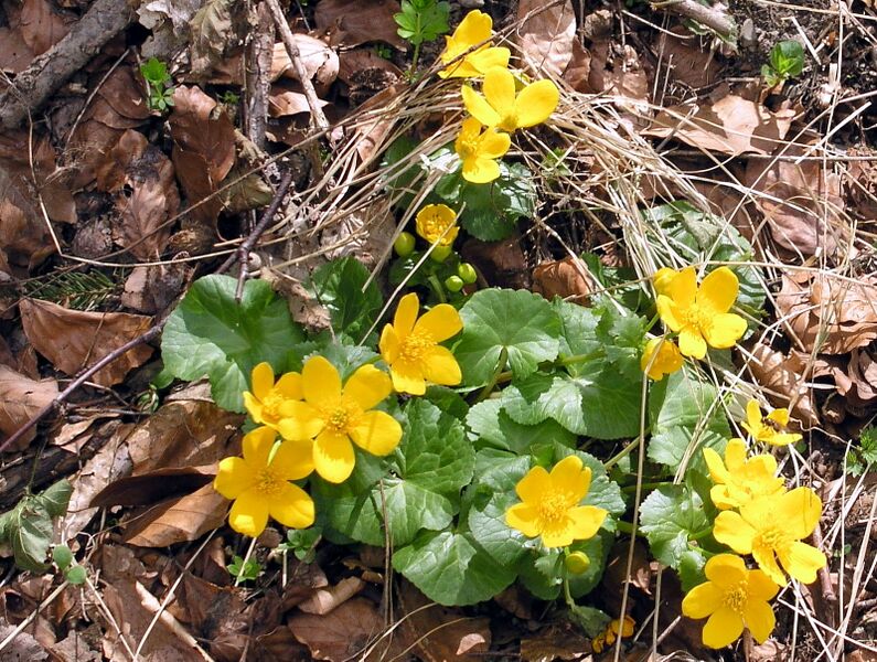 Datei:SG Scharbockskraut.jpg