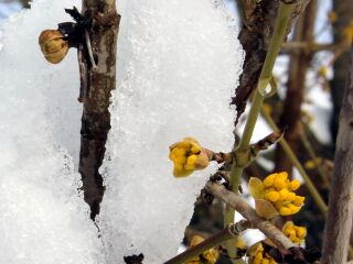 Dirndlblüte im Schnee
