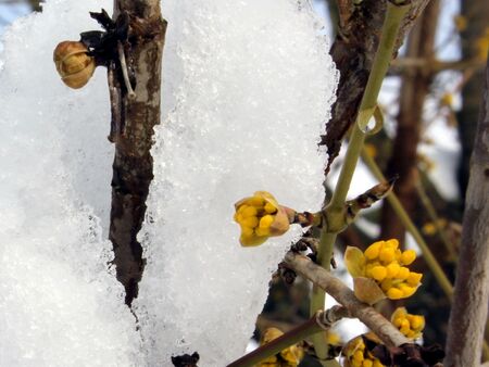 widerstandfähige Dirndlblüte im Schnee