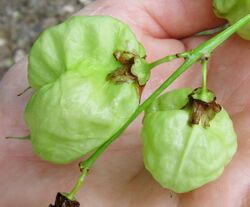 Pimpernußfrucht