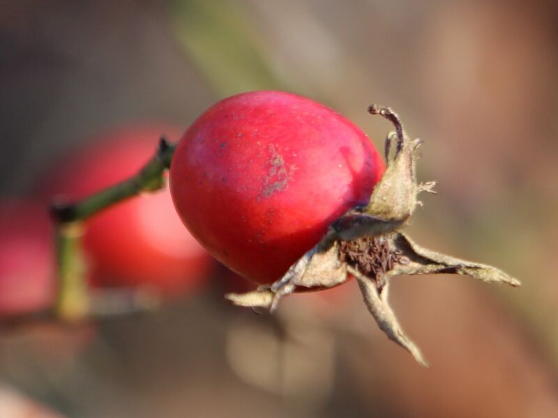 Datei:SG ein Hetscherl.jpg