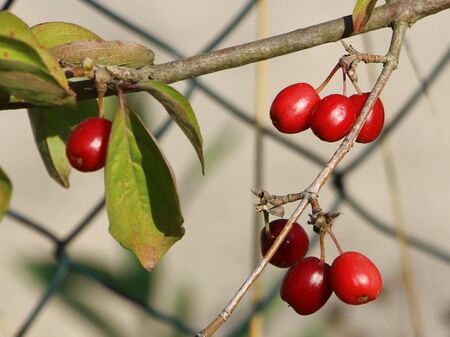 Erste Dirndln am Zaun
