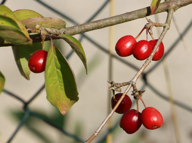 Datei:SG Erste Dirndl am Zaun.jpg