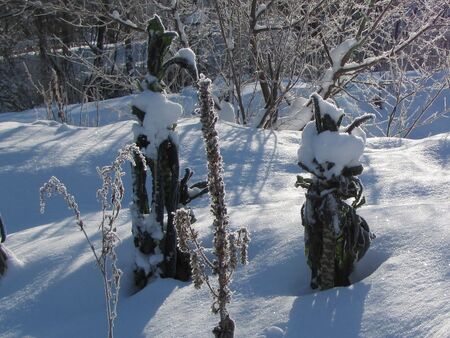 Palmkohl im Schnee