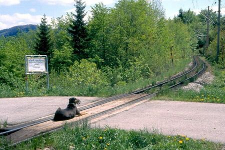 Winterbach: Gleise mit Hund