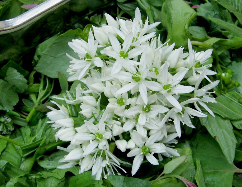 Datei:Bärlauchblüte am Wildkräutersalat.jpg