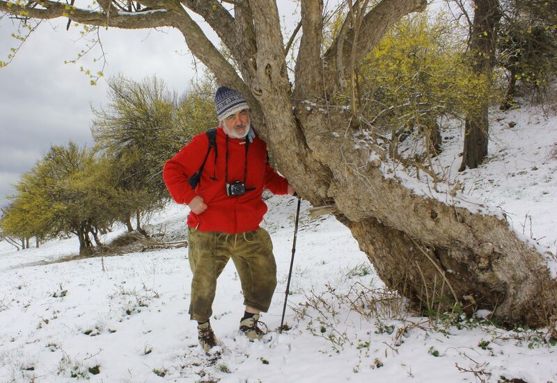 Datei:Dirndlblüte OZögernitz JW.jpg