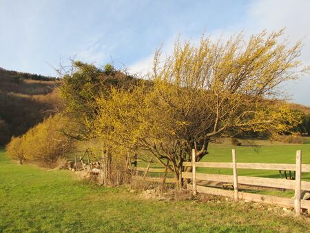 Dirndlzeiler Tradigist-Gansch