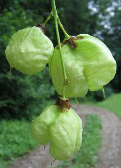 Pimpernußfrucht