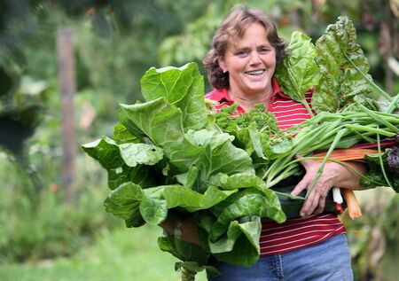 SG Frieda - Mangold-Ernte 2009