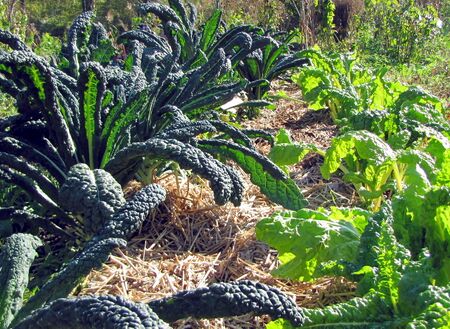 Palmkohl und Mangold