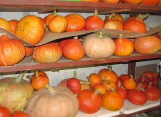 Kürbislager im Herbst