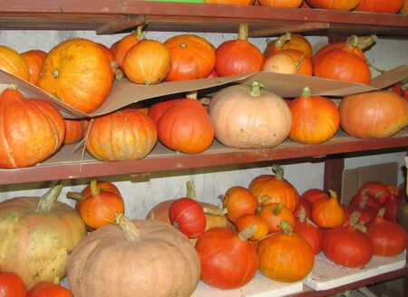 Kürbislager - "eigene Lieferung"