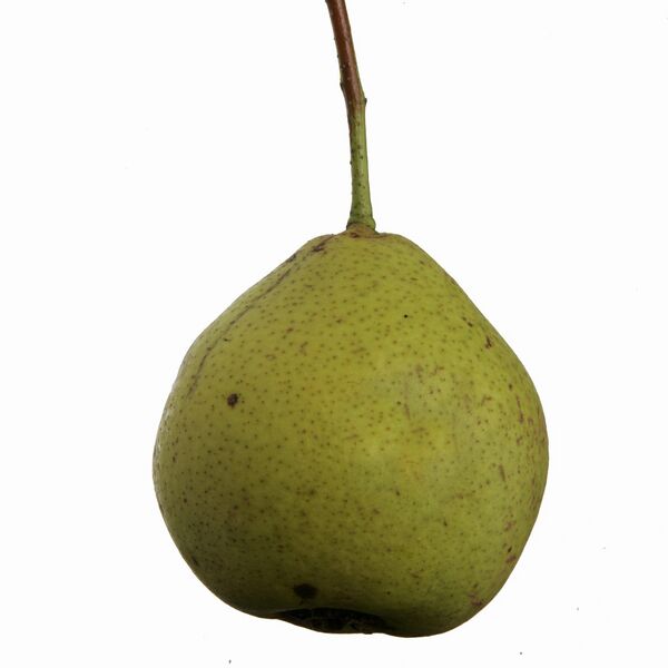 Datei:Speckbirne 01.JPG