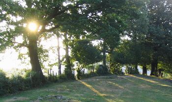 Gegenlicht Hecke auf Leindlgraben-Höhe - Besitzer König Ferdinand