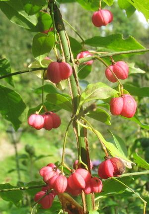 Pfarrerkapperl (Euonymus europaeus)