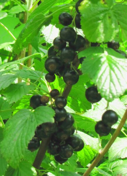 Datei:SG-Schwarze Ribisl Detail .jpg