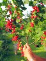 frisch geernteter Ribiselast