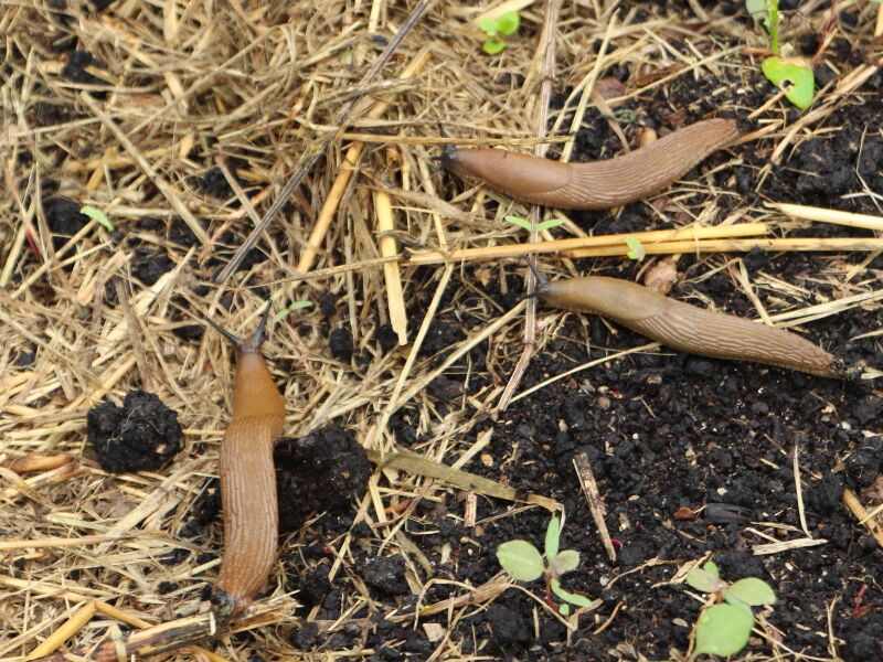 Datei:SG Mulch als Schneckenfutter.JPG