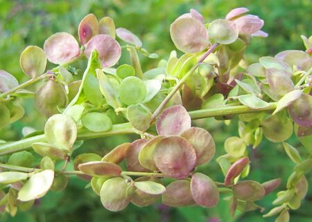 Samen grüne Gartenmelde