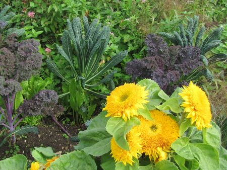 Vielfalt: Krautsorten und Sonnenblumen