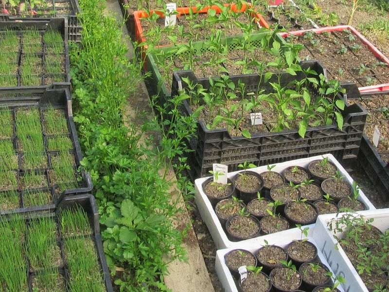 Datei:SG-Jungpflanzen im Tunnel.jpg