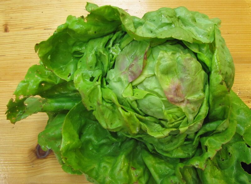 Datei:SG Maikönighäupel1.jpg