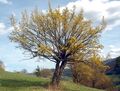 Blühender Dirndlbaum Hofberggipfel